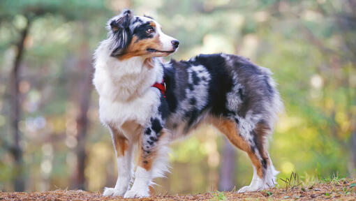 Australian Shepherd Dog Breed Information | Purina